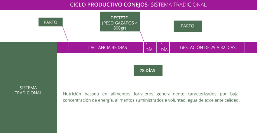 Conejos1 - Cunicultura