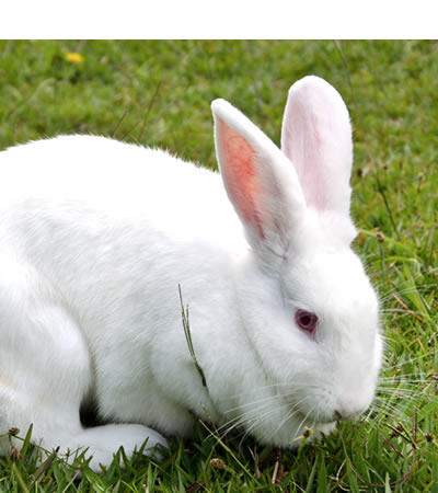 Resultado de imagen para conejos 