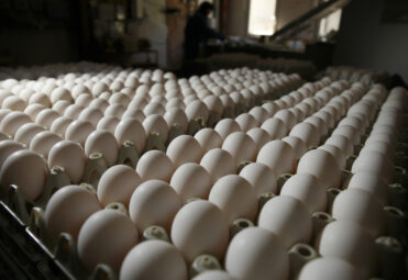 Poultry farm, laying hen