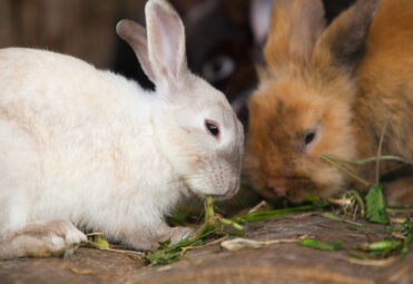 Llittle hare sitting at wooden board and eating green leaf