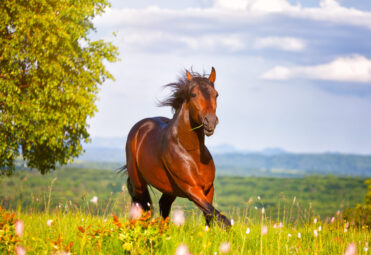 beautiful horse jumps on a green meadow