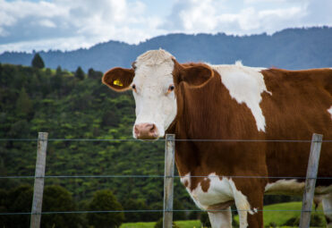 Single cow behind fence