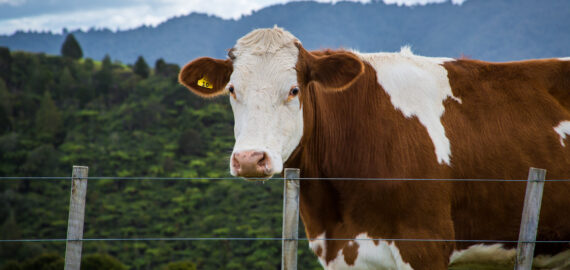 Cow beef Single cow behind fence