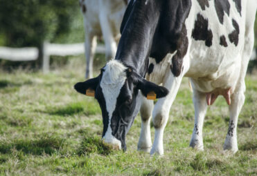 Cows grazing in a meadow