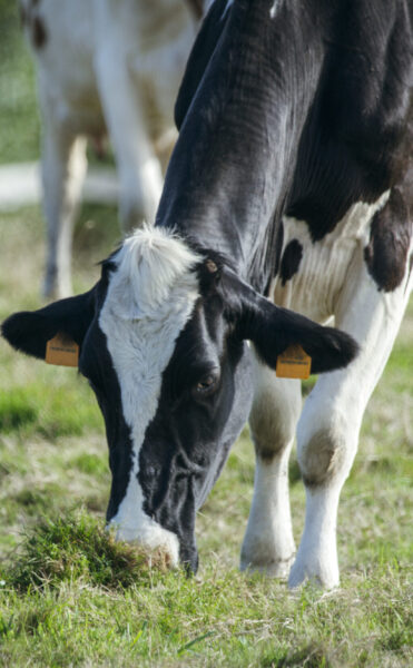 Cows grazing in a meadow