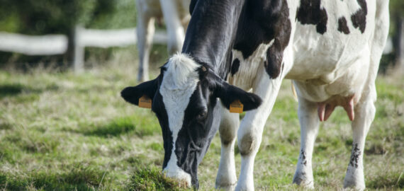 Cows Cows grazing in a meadow