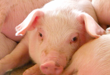 young piglet at pig breeding farm