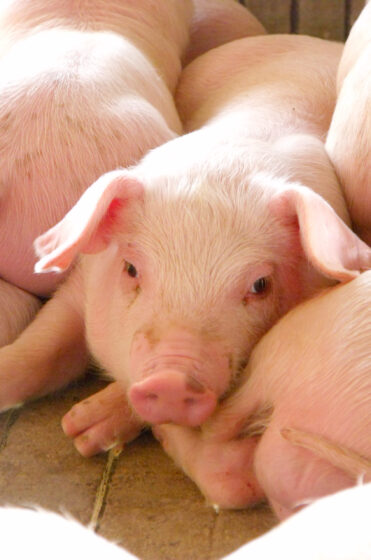 young piglet at pig breeding farm