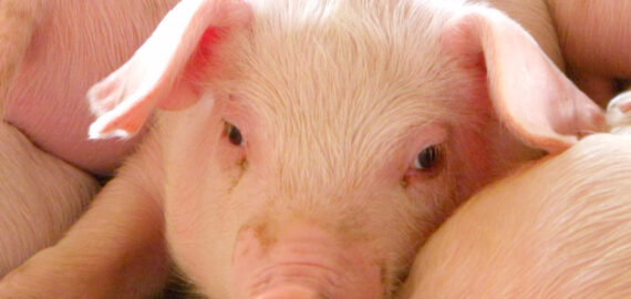 young piglet at pig breeding farm young piglet at pig breeding farm