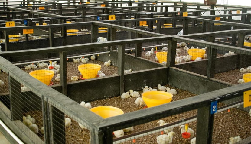 solla inv pollos - Investigación y Desarollo