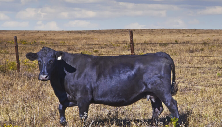 Black Angus cow in northeastern Colorado on the Pawnee National Grasslands.