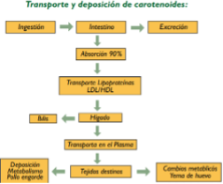 pollo_engorde pollo_engorde